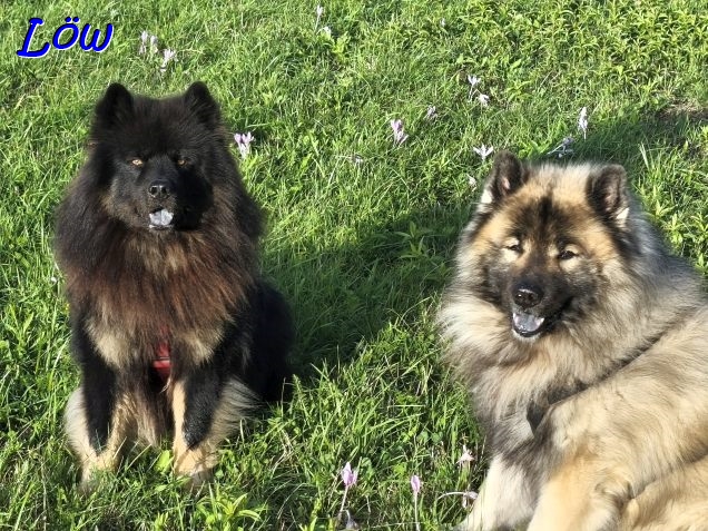 30.9.2025 - Sommer, Herbstzeitlose und zwei Dogies